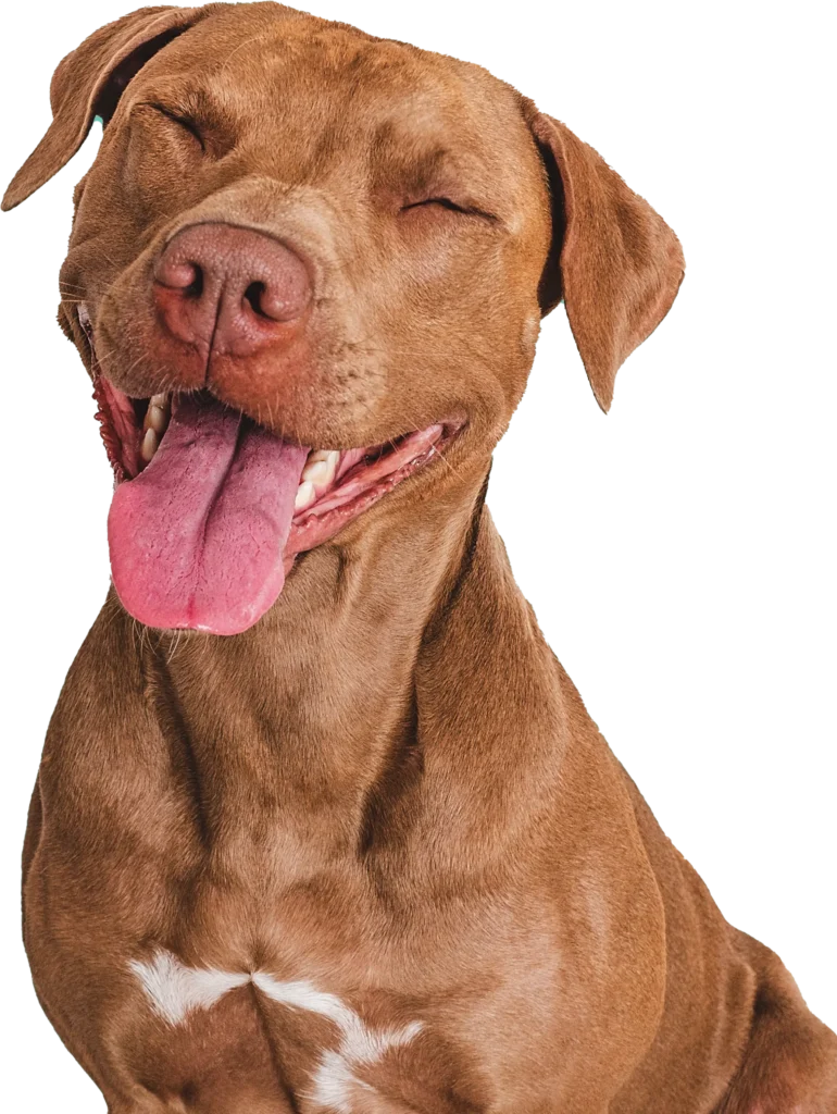 perro marron