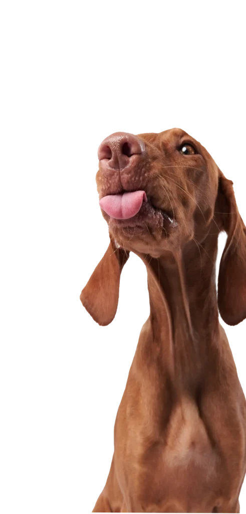 perro marron